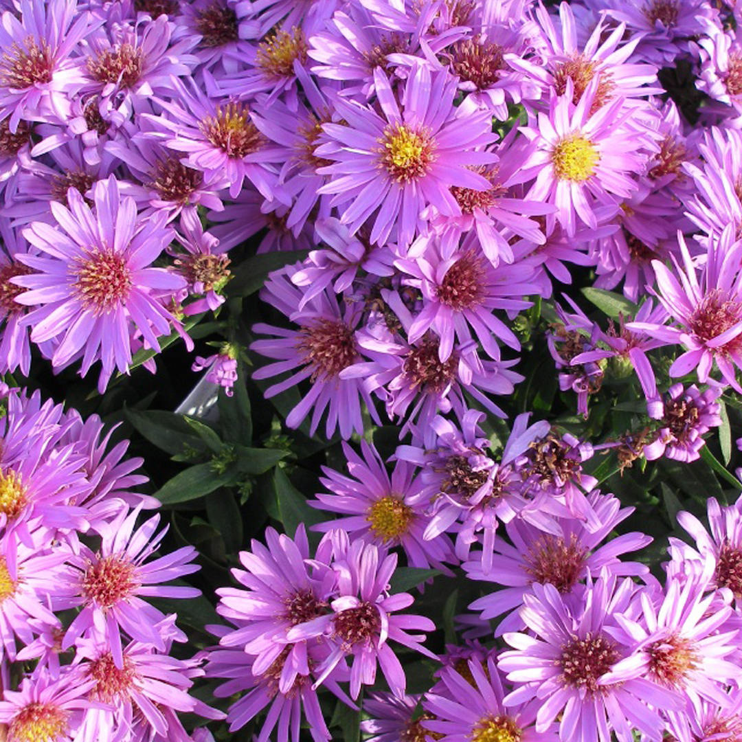 Aster dumosus Jenny