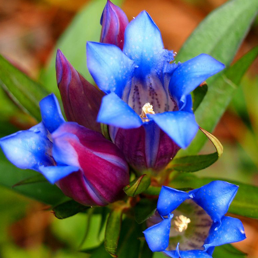 Gentiana Скабра