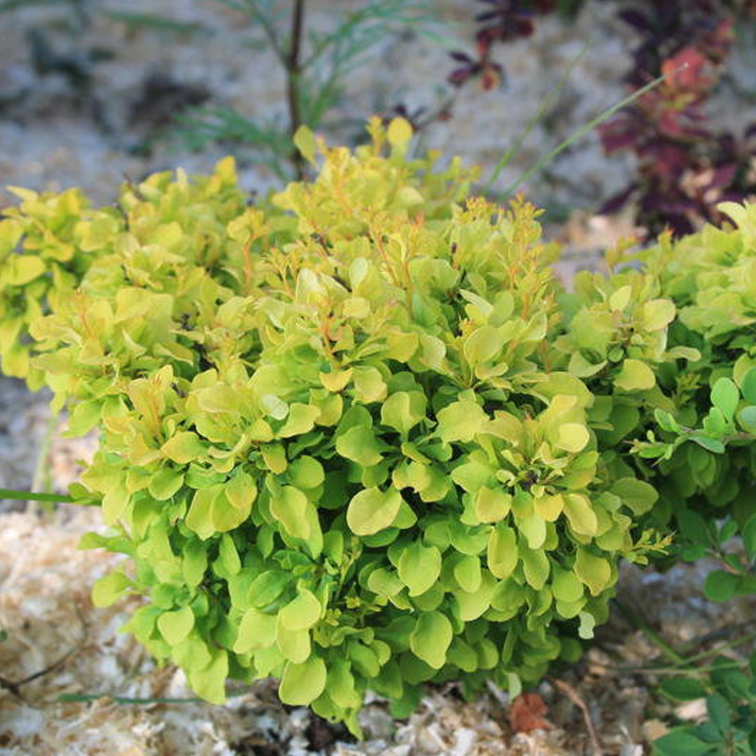 Барбарис Амурский (Berberis amurensis Rupr.)